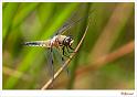 Libelle ..._20090524_043